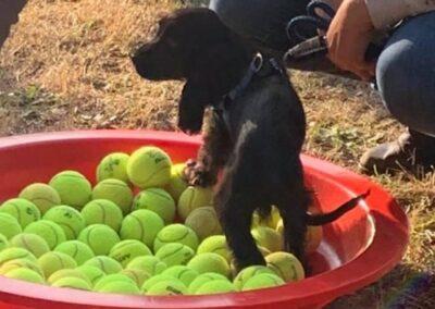 opleiding van kleine honden